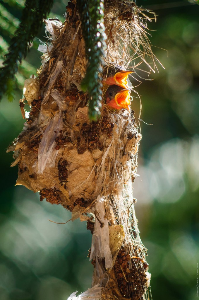 Птенцы желтобрюхой нектарницы в гнезде (Желтобрюхий солнцептиц и его птенцы.)