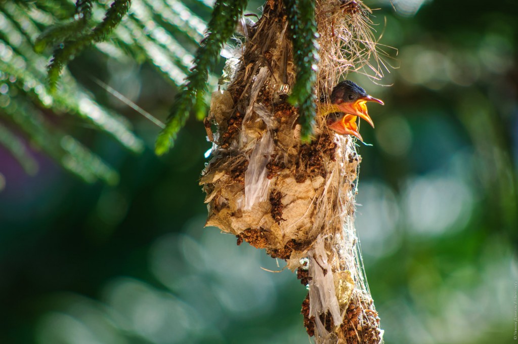 Птенцы желтобрюхой нектарницы в гнезде.