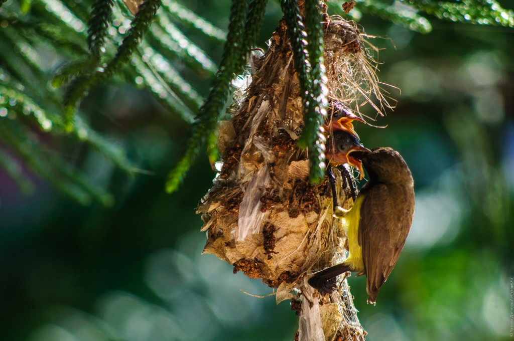 Самец желтобрюхой нектарницы на гнезде кормит птенца