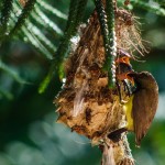 Самец желтобрюхой нектарницы на гнезде кормит птенца