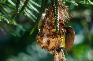 Самец желтобрюхой нектарницы на гнезде кормит птенца (Желтобрюхий солнцептиц и его птенцы.)